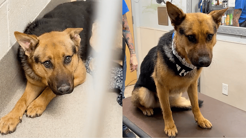 Sitting with dogs: Bruno